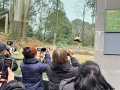 -中国大熊猫保护研究中心雅安碧峰峡基地