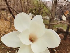 -石家庄市植物园