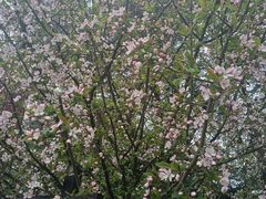 -成都蒲江花样年福朋喜来登度假酒店·宜客乐西餐厅