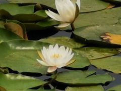 -新江湾城公园