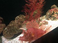 -暹罗海洋世界