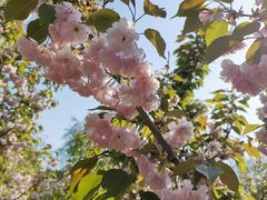 -长白岛森林公园