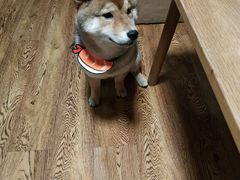 -柴务处·柴犬主题狗咖