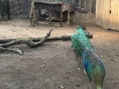 -清迈夜间动物园