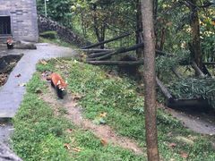 -都江堰中华大熊猫苑