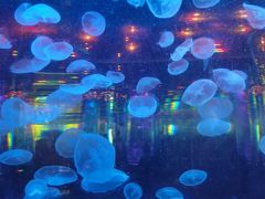 -石家庄海洋公园