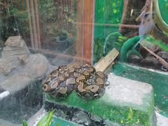 -上海大自然野生昆虫馆(东方明珠·爬宠昆虫探索中心)