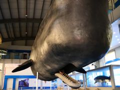 -上海海洋大学鱼文化博物馆(军工路校区)