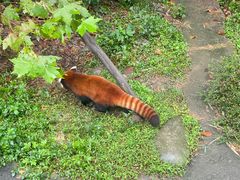 -都江堰中华大熊猫苑