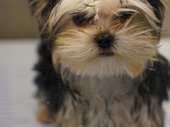 -翊宠yipet猫狗购宠庄园犬舍•猫舍