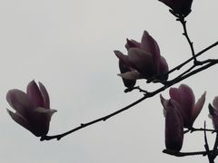 -后襄河公园