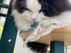 -共舞时光猫咖·狗咖(新街口店)