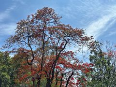 -攀枝花公园