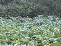 -北陵公园