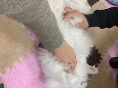 -三花喵·撸猫购宠·宠物生活馆(虹桥南丰城店)