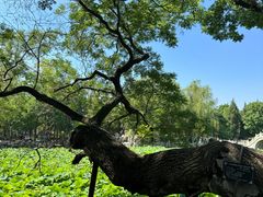 -莲池书院博物馆