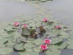 android_upload_pic-长兴太湖图影湿地文化园