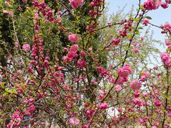 -桃花堤公园