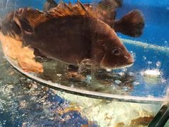 -沿海渔家院蒸汽海鲜·东北菜(东戴河店)