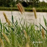 魔都周边｜充满野趣观赏候鸟｜崇明东滩湿地公园