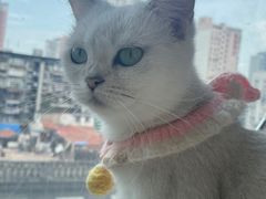 -怪兽屋·羊驼·猫咖·狗咖(俊华广场店)