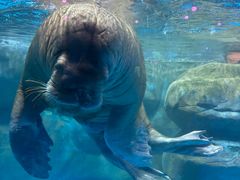 -海合安青岛极地海洋公园