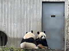 -卧龙中华大熊猫苑神树坪基地