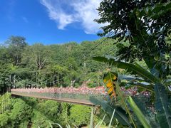 -西双版纳原始森林公园