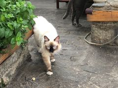 -喵屿·大理花园猫咖