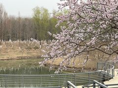 -大兴滨河森林公园