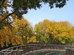 -三里屯东五街银杏大道