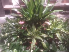 -大鸭梨烤鸭(枣园店)