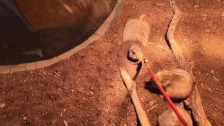 -Zoolung Zoolung动物主题公园(海信广场店)