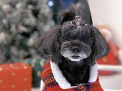 -BABYDOG宝贝狗宠物乐园(欧洲城店)
