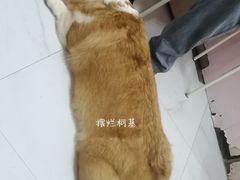-我爱猫咪·猫咖·狗咖·安哥拉兔·羊驼咖(小寨华旗店)