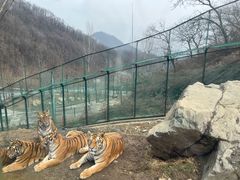 -栾川竹海野生动物园