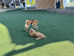 -爪吧宠物乐园 (温榆河示范区店)