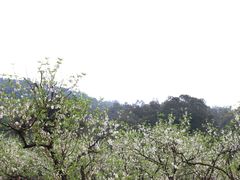 -南国桃园旅游度假区