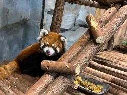 -Zoolung Zoolung动物主题公园(海信广场店)