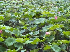 -木守西溪溪隐餐厅