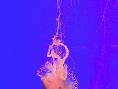 -上海海洋水族馆