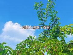 -御林古桑园