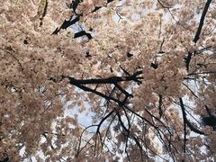 -西安青龙寺遗址景区