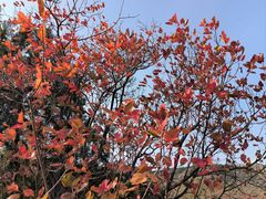 -北京西山国家森林公园