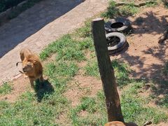 -西霞口神雕山野生动物世界