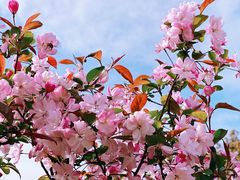 -新虹桥中心花园