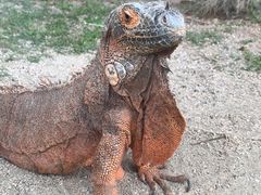 -灵玲国际马戏城