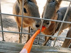 -苏州太湖西山岛开心农场