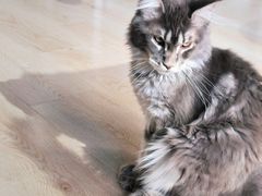 -十年猫舍·猫咪专门店(普陀店)