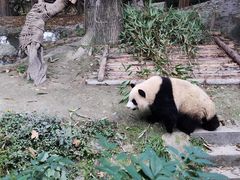 -都江堰中华大熊猫苑